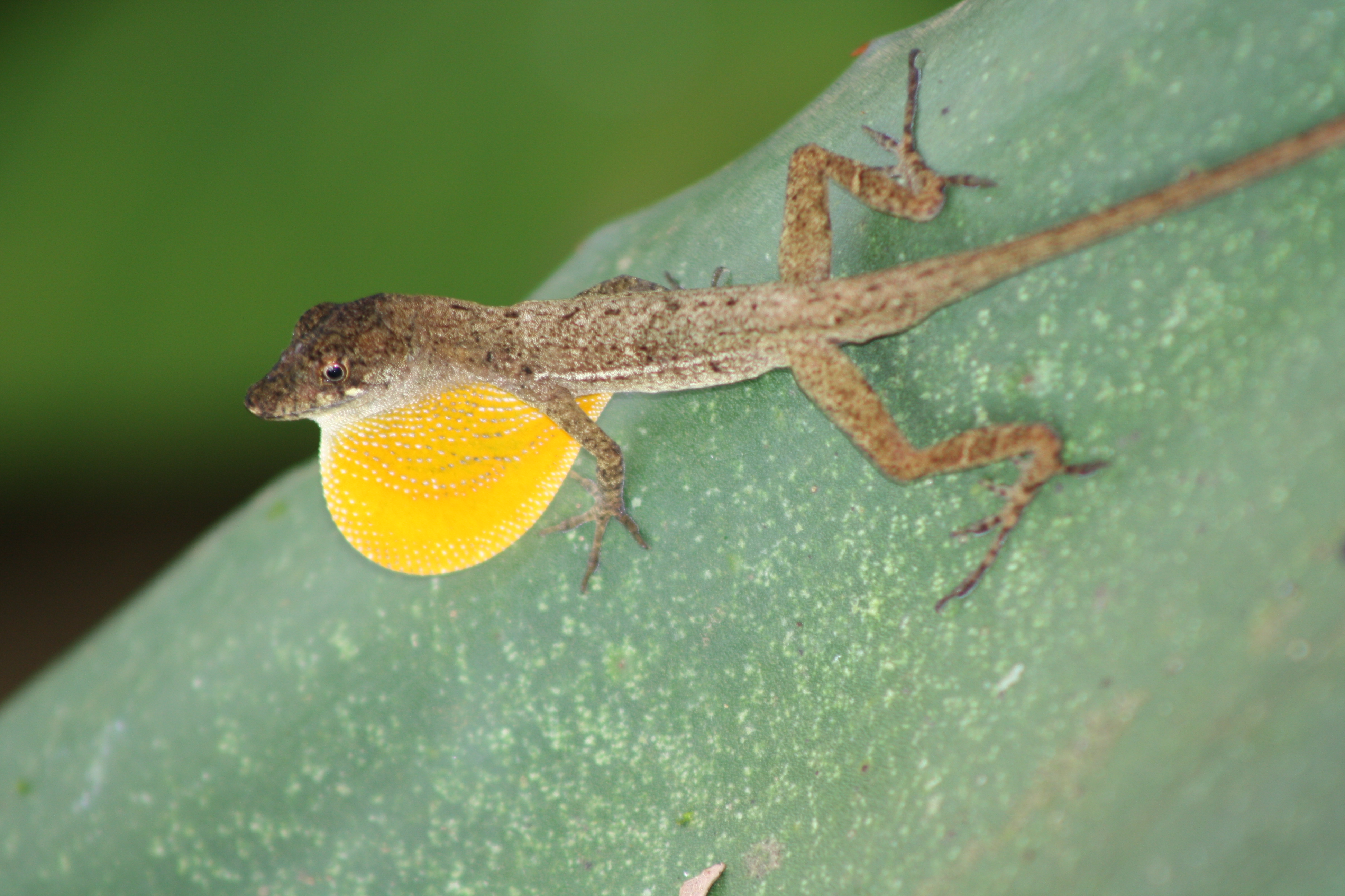 Holy Anole! How the diversity of one lizard species is impacted by ...