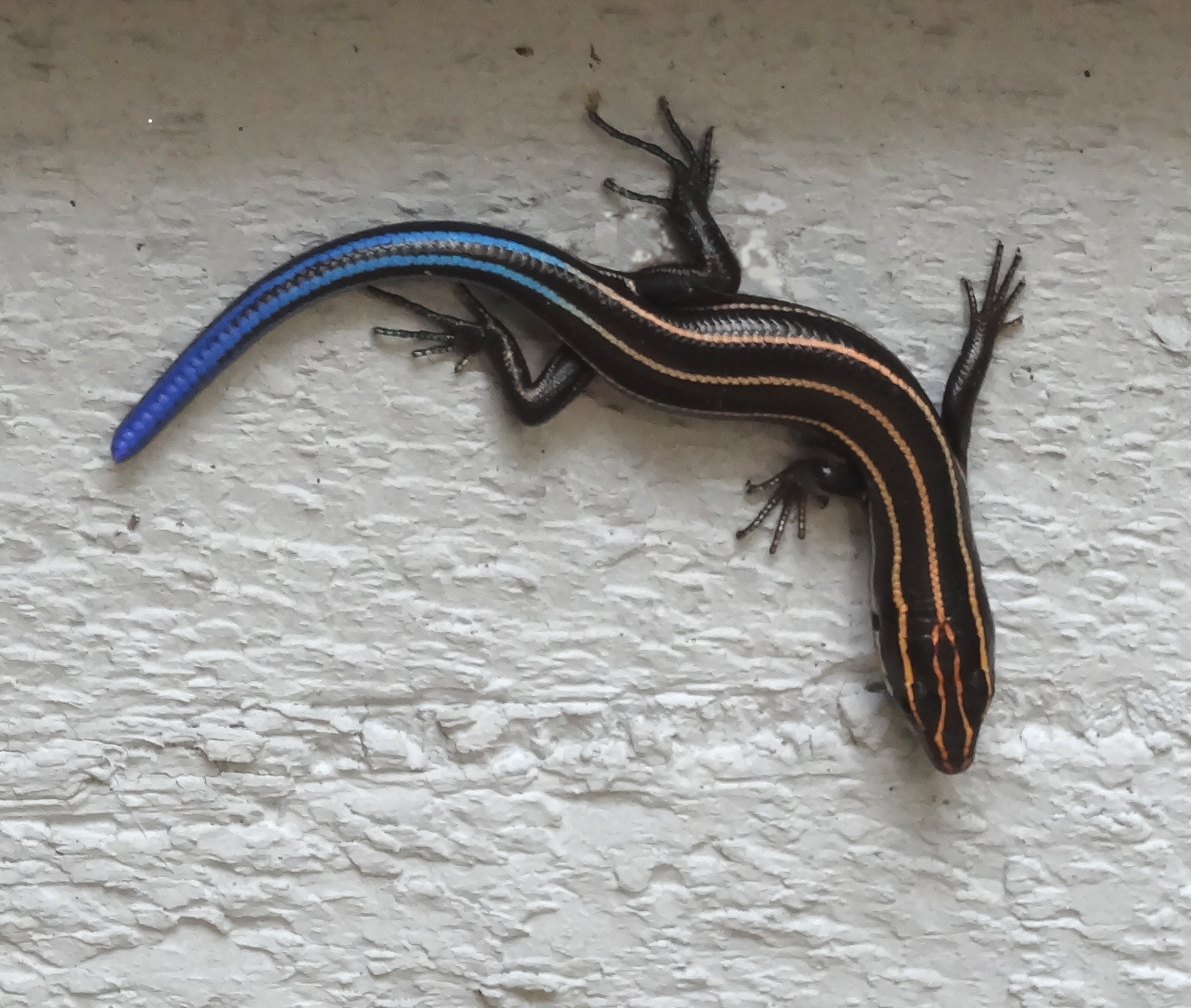 High Flyin’ North Carolina Anoles Anole Annals
