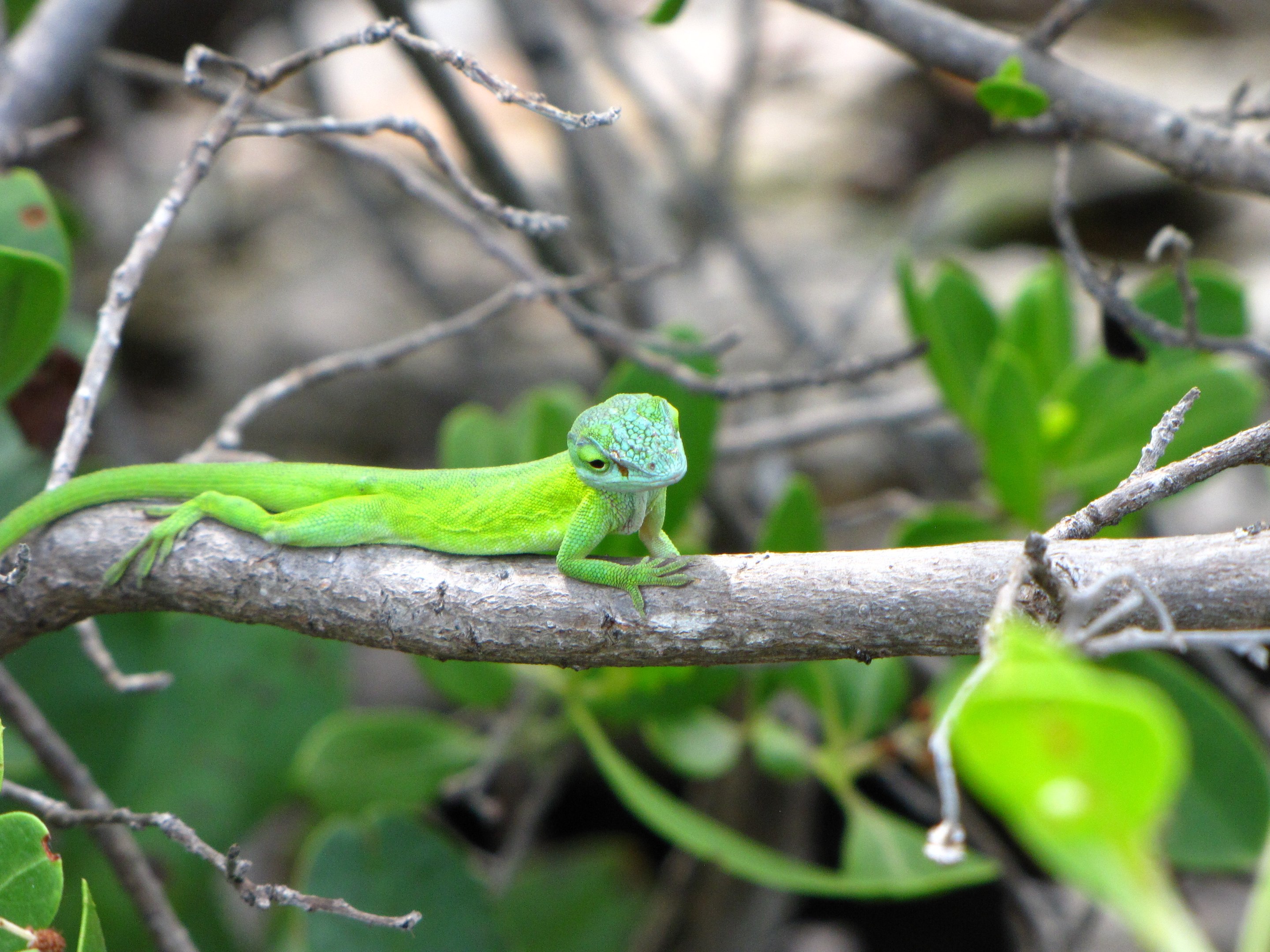 lizard anole