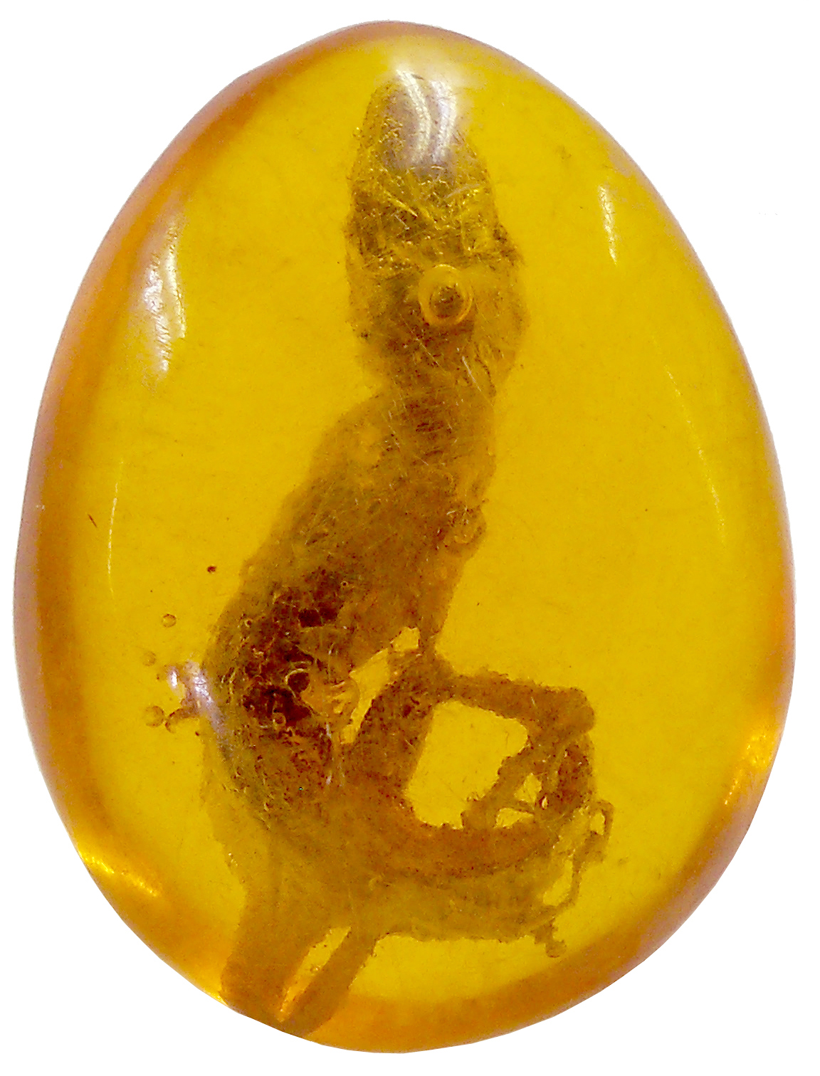 dinosaur fossil in amber