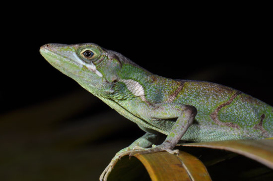 Female Anolis fowleri