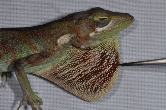 Dewlap - Female Dewlap - Female