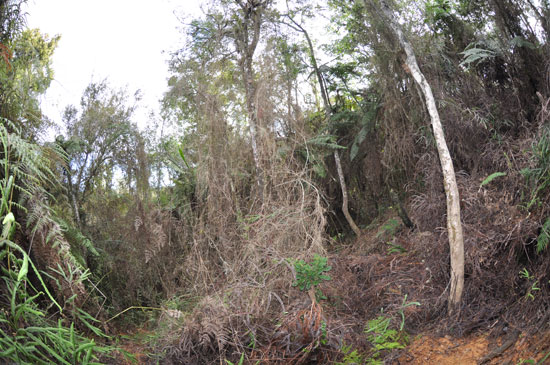 Anolis fowleri - Habitat - The honey hole Anolis fowleri - Habitat - The honey hole