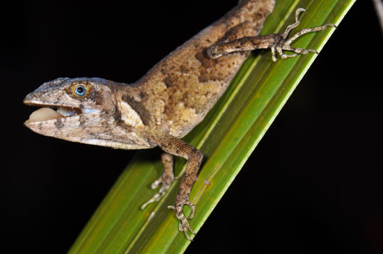 Male Anolis fowleri