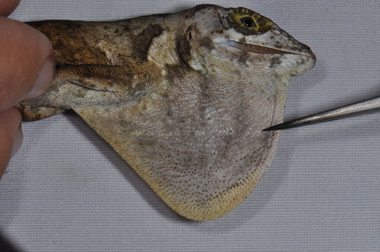 Dewlap - Male