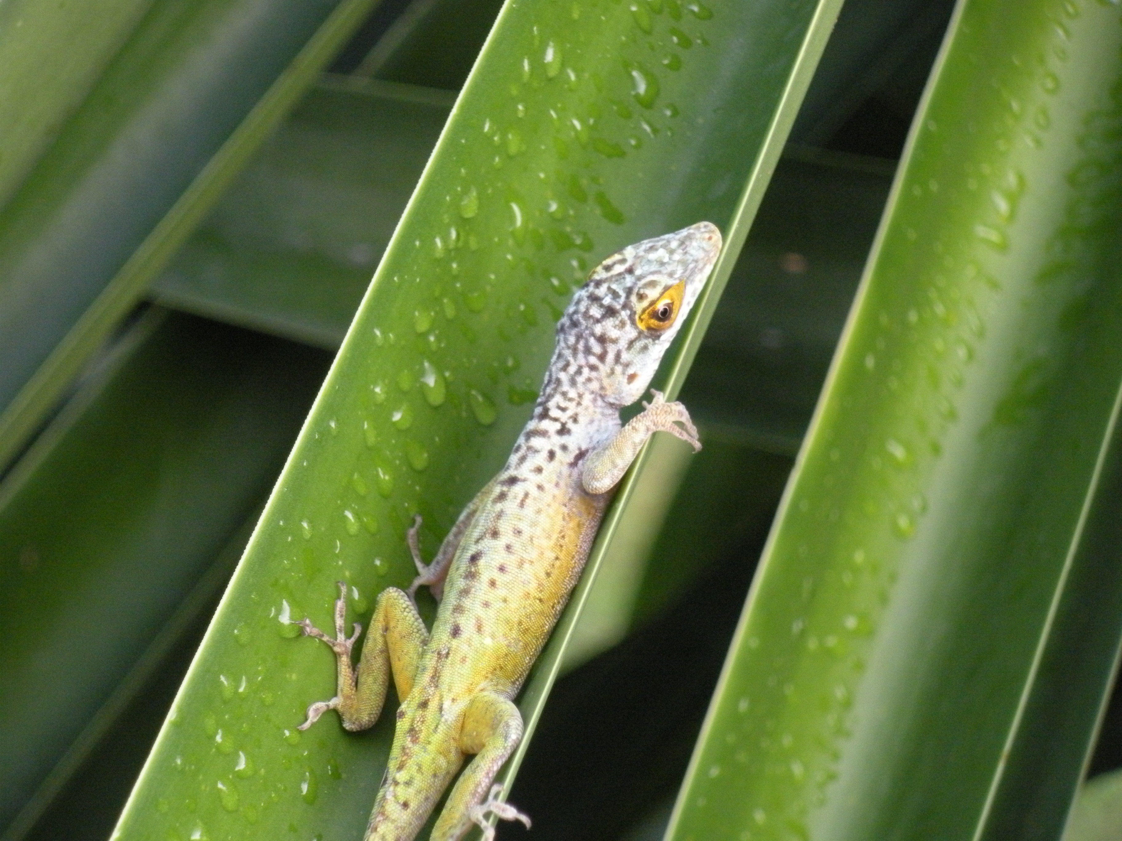 jamaican giant anole