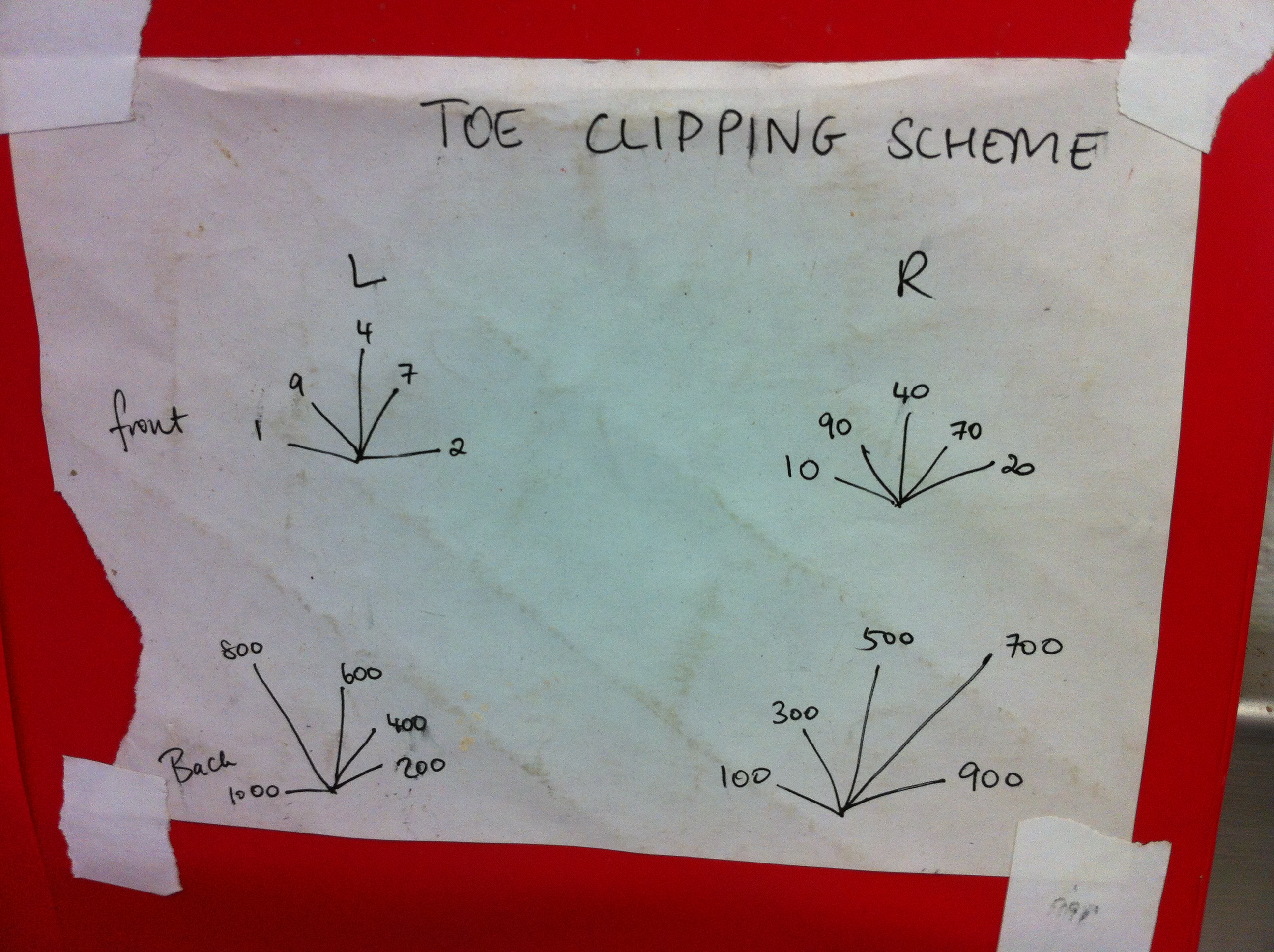 Toe Clipping Mice