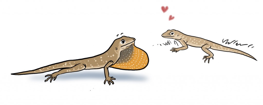 love anole