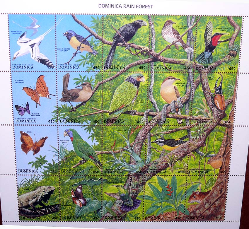 stamp a scene rainforest
