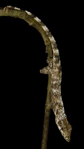 IMG_9402-valcienni-cropped