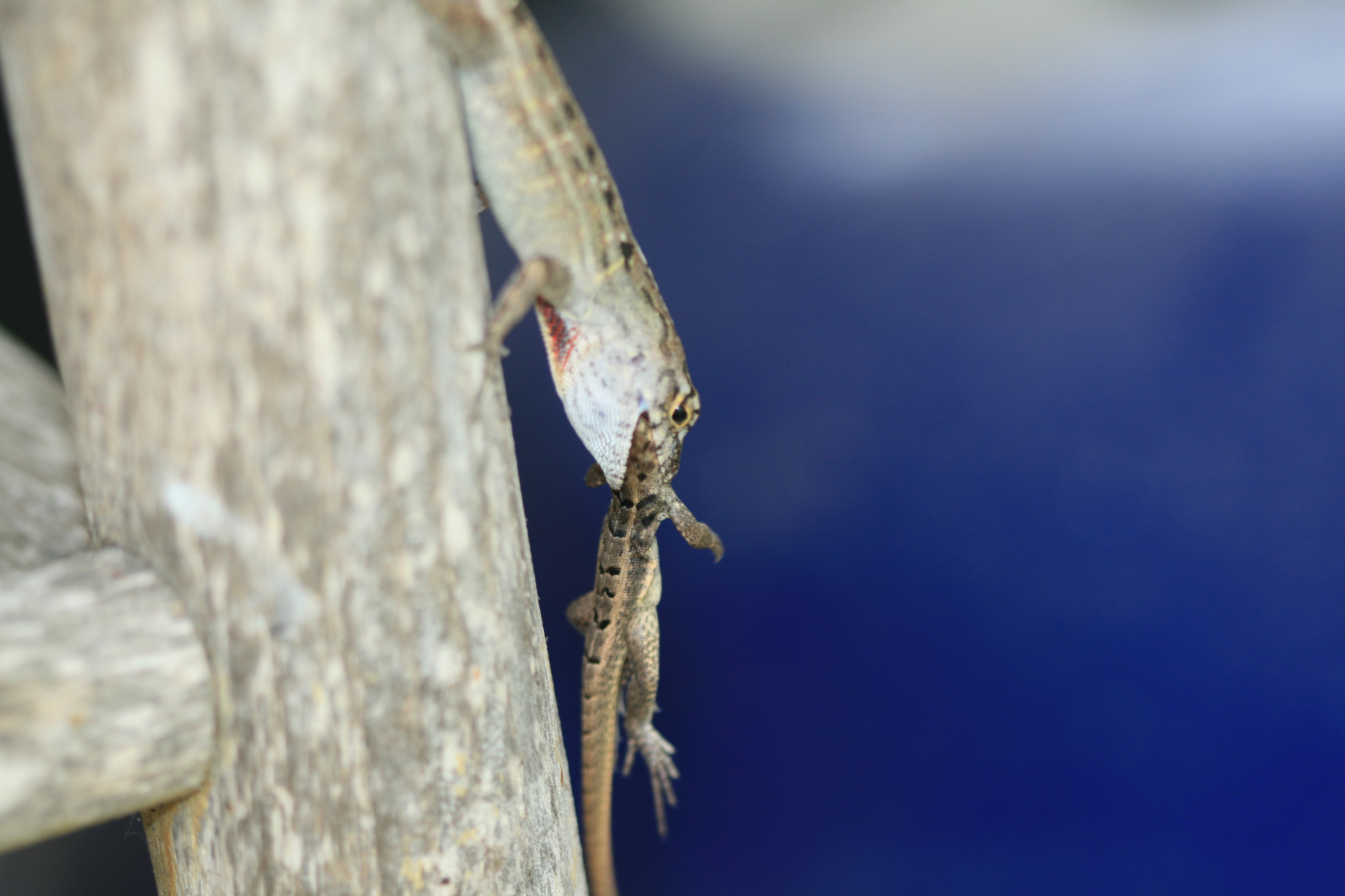 cuba gecko
