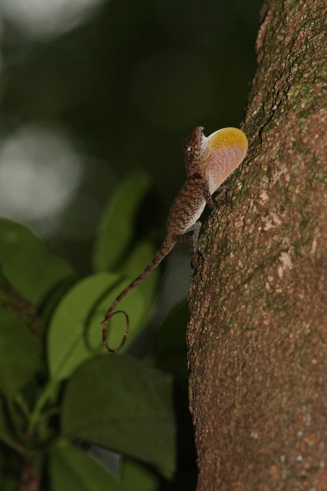 fuscoauratus langstroth2