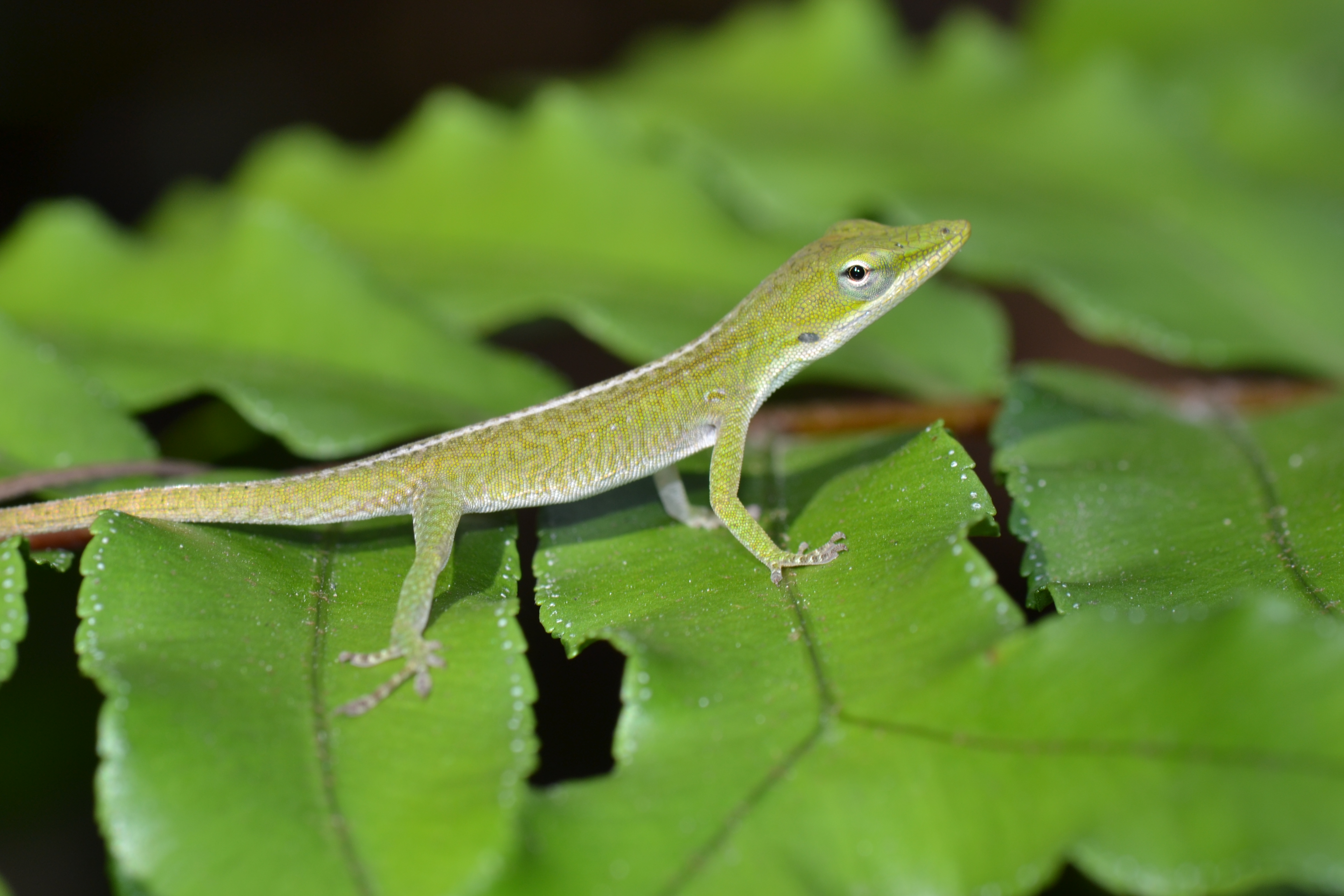 Miami Anole Safari Ii Anole Annals