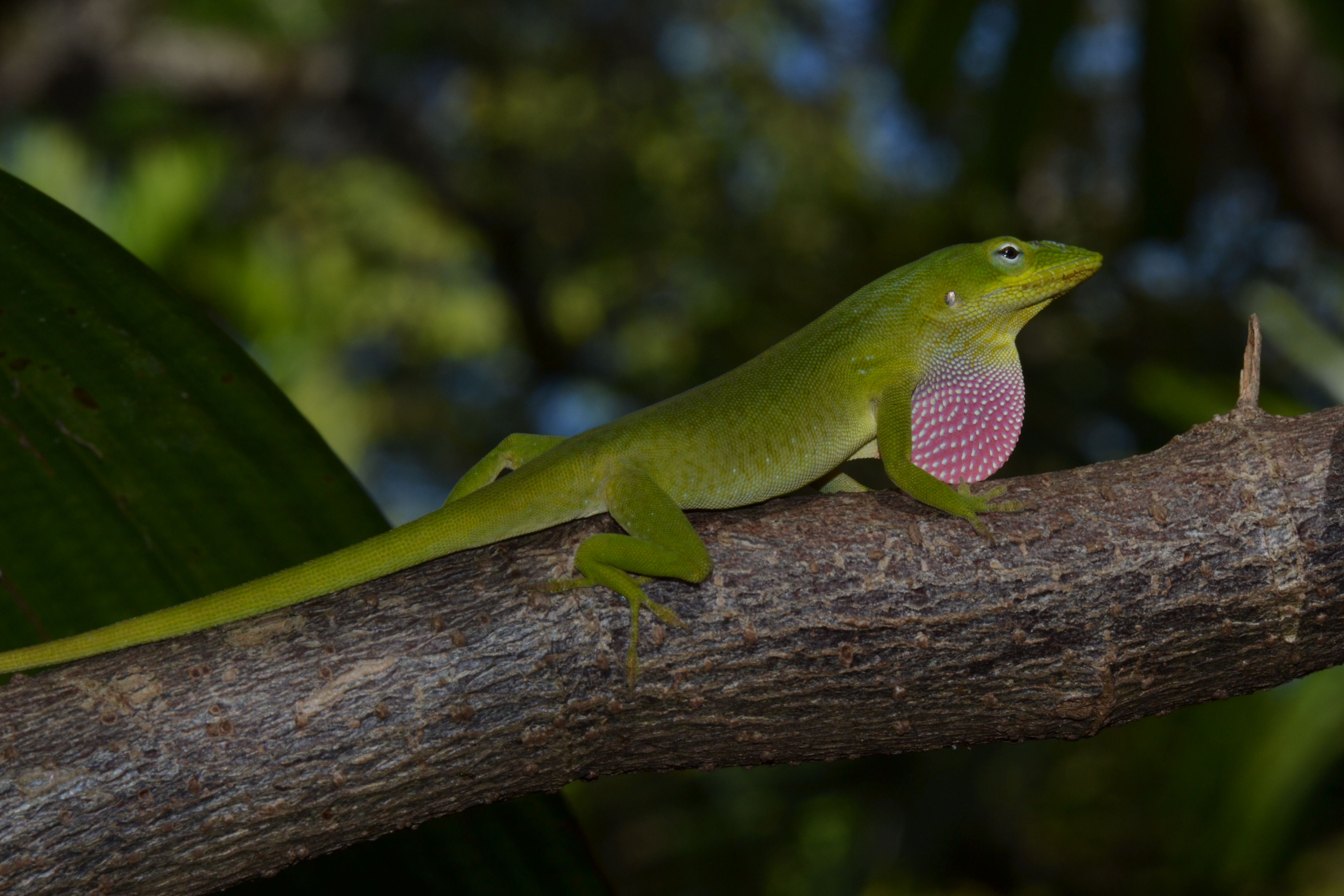 Miami Anole Safari II | Anole Annals
