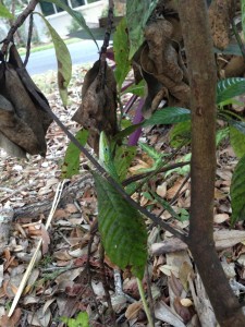 Finishing with a nice photo of a green anole (A. carolinensis near the ground. Miami green anoles are tough! Photo by JStroud