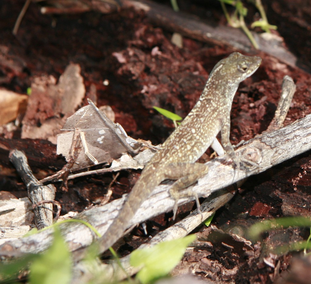 Anolis sagrei nelsoni from Great Swan Island. Photo by Alexis Harrison.