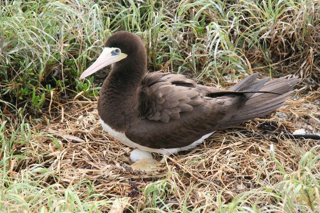 The brown booby, one of the denizens of Great Swan Island.