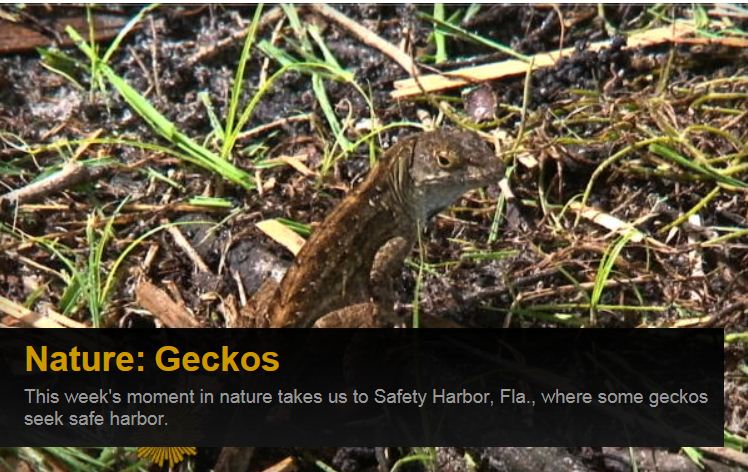 CBS Features Brown Anoles On CBS Sunday Morning Show But Anole Annals