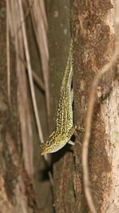A. sagrei nelsoni on Little Swan Island. Photo by Alexis Harrison