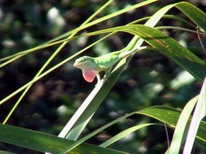 Male green anole perched on a flexible palm leaflet