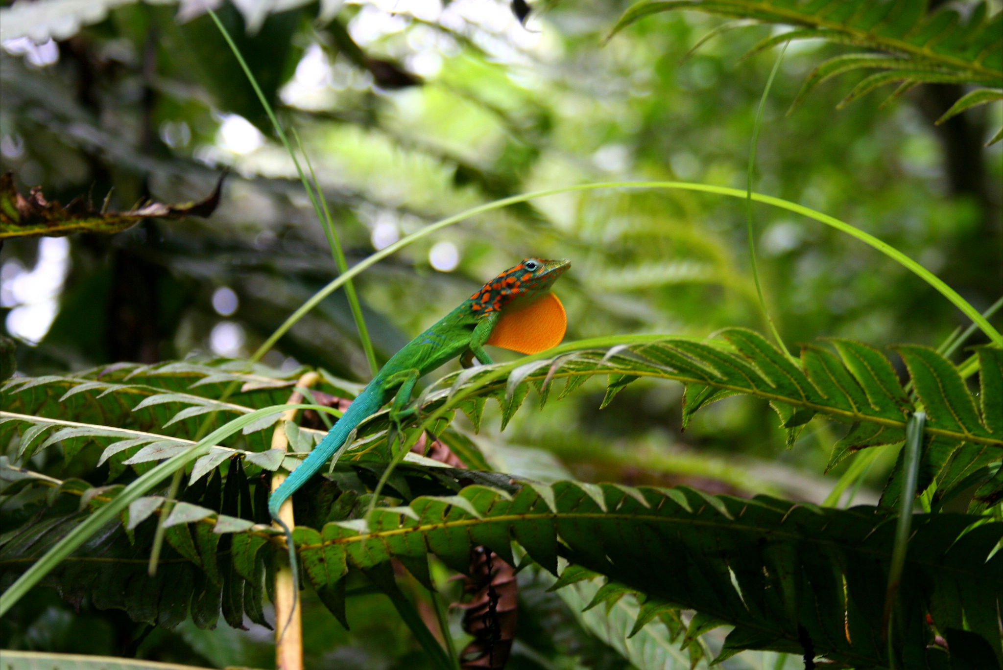 Some Cool Anole Photos | Anole Annals