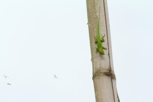 _MG_4001 copy