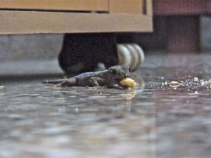 Northern House Gecko eats biscuit !