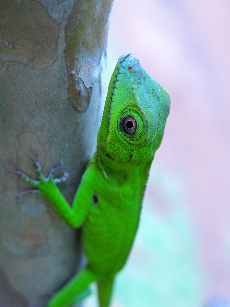 Anolis ricordii. Photo by Miguel Landestoy.