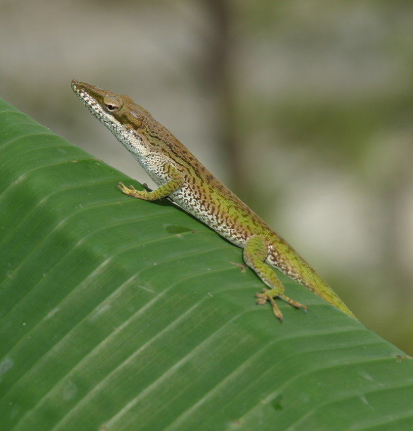 Anolis stratulus Anole Annals