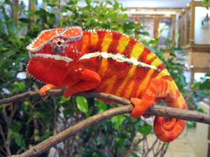 panther-chameleon-01-300x225.jpg