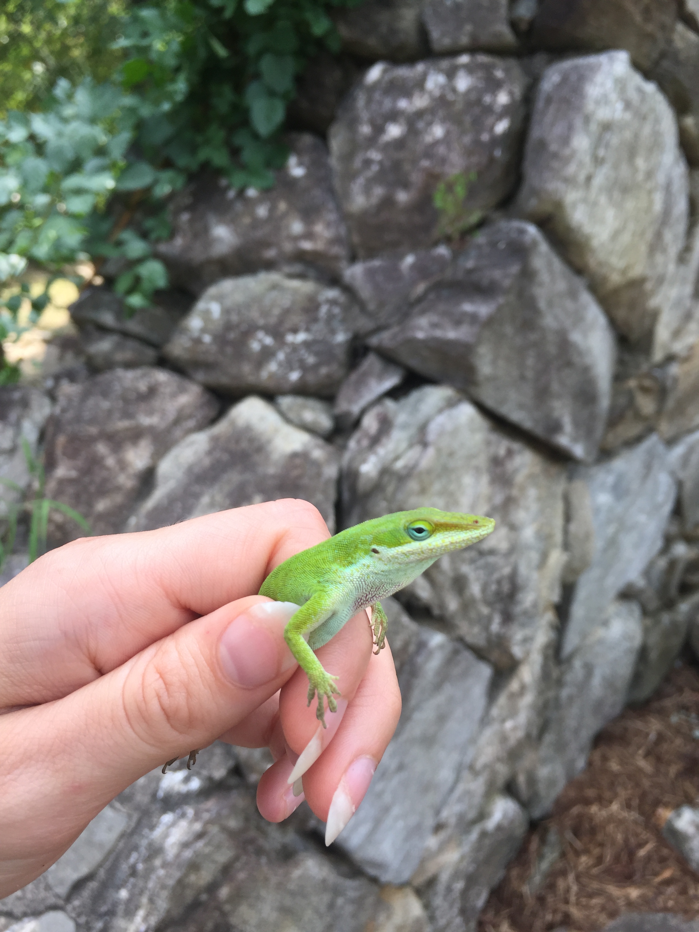 Western North Carolina Green Anoles Anole Annals