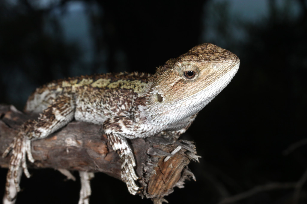 Lizard Signals Adapt to the Environment HabitatDependent Variation in