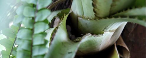 Video stills of the female Anolis beckeri tending the eggs. Photos: Kimberley Carter