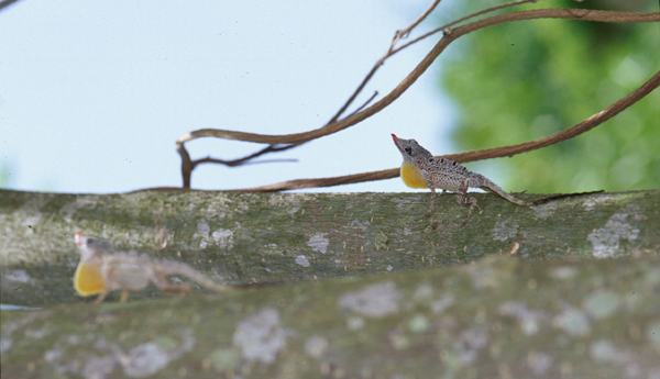 Another Michael Jordan Wannabe – Anole Annals