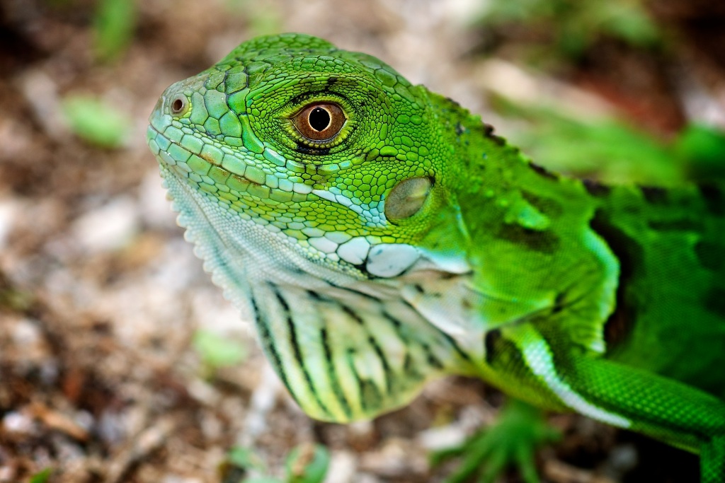 Anoles of the florida keys anole annals