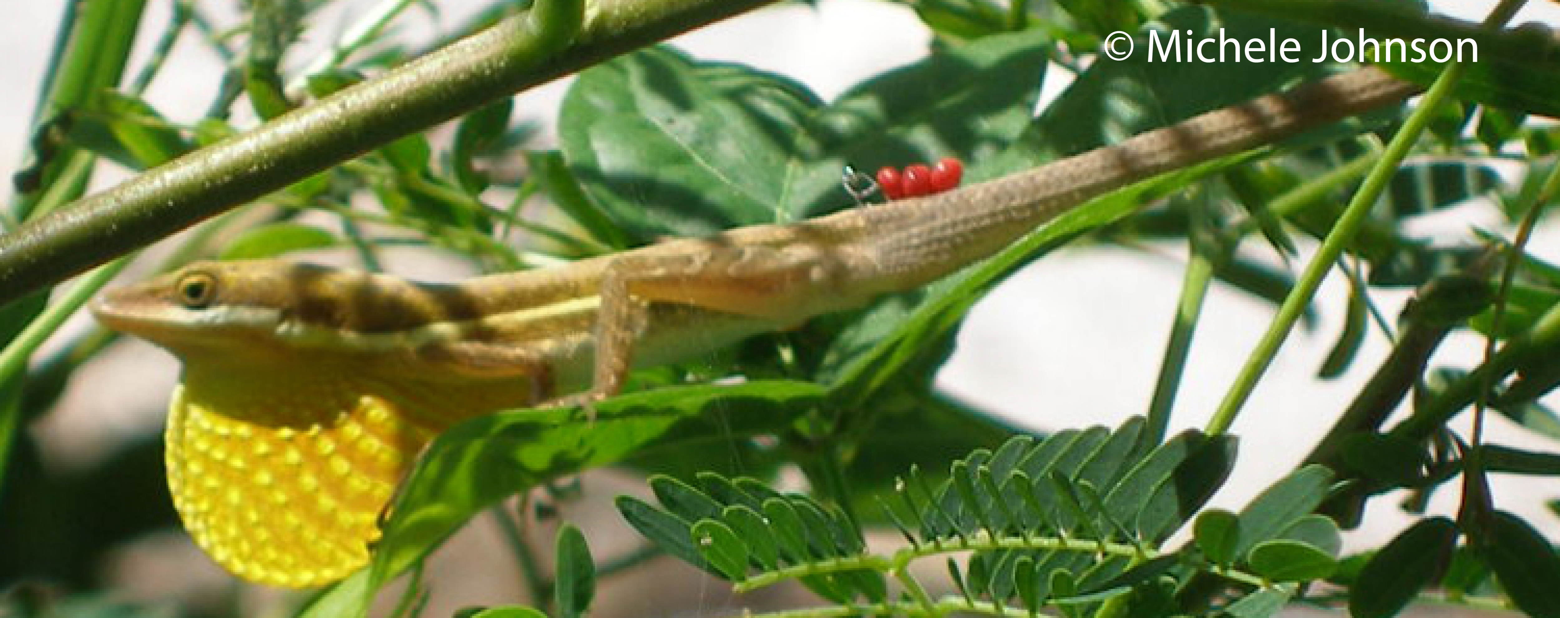 Marking Techniques for Population Studies – Anole Annals Marking Techniques for Population Studies – Anole Annals