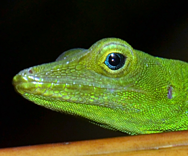 Ol’ Blue Eyes: Convergence In Frank Sinatra And Anoles – Anole Annals