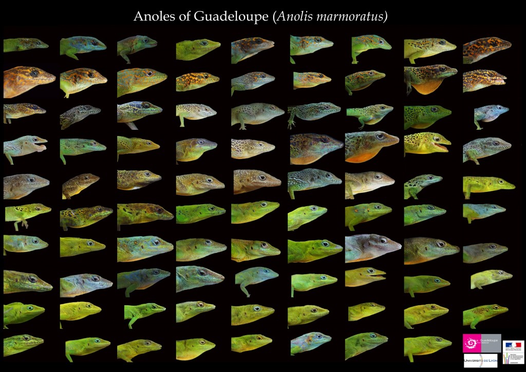 United Colors Of Guadeloupe Anoles – Anole Annals