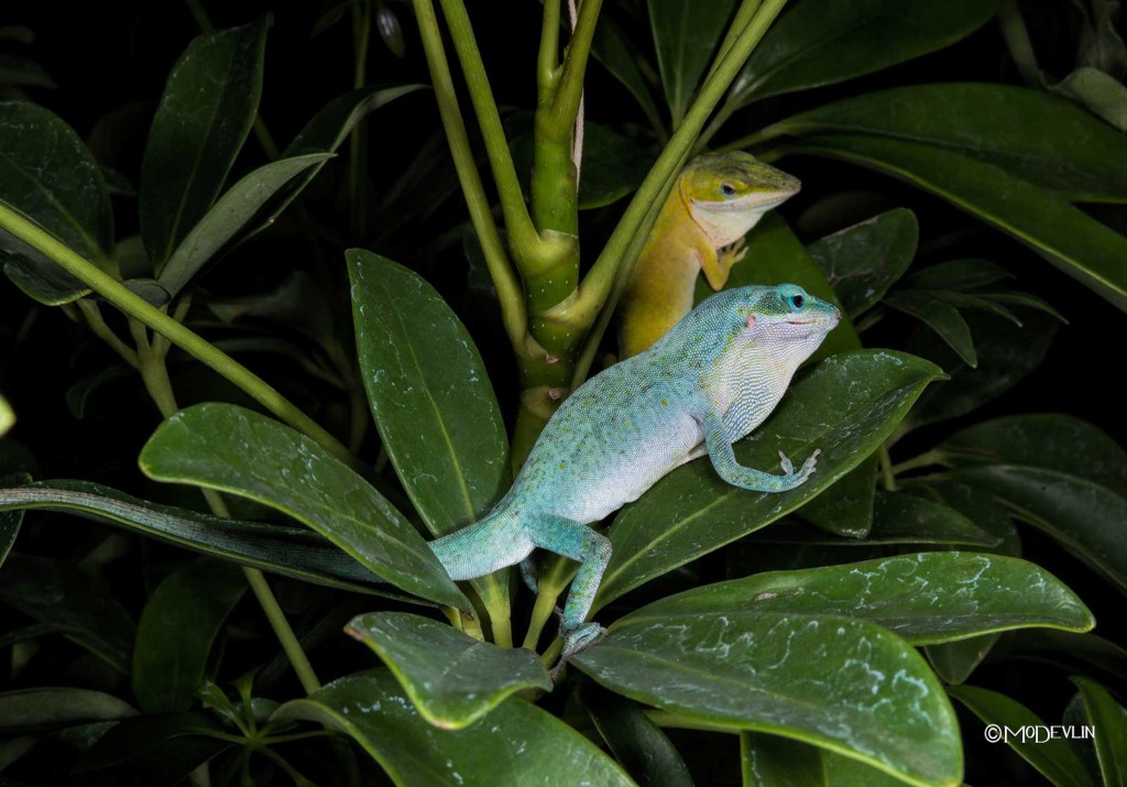 Describe Two Differences Between The Two Species Of Anoles