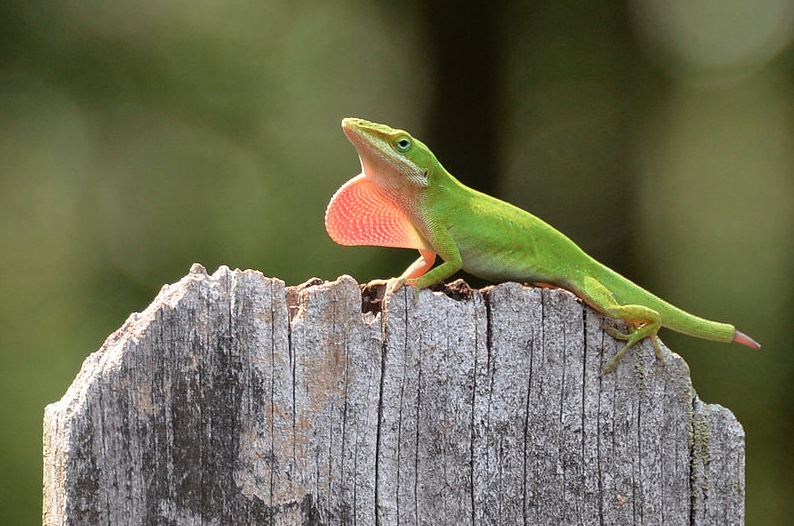 Sicb 2015 Use It Or Lose It A Study Of Dewlap Size Plasticity In Green Anoles Anole Annals,Pumpernickel Bread Recipe