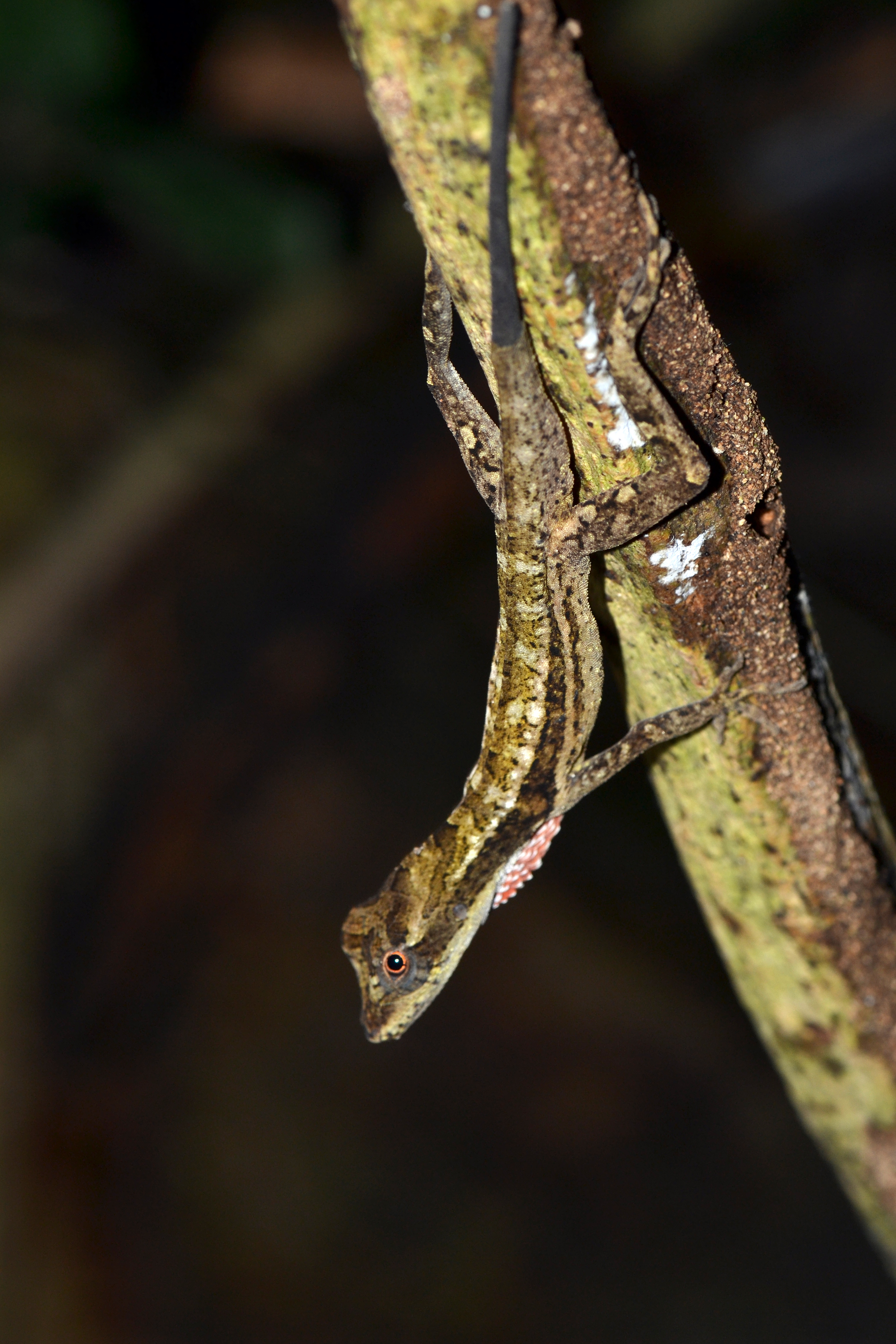 Anolis roatanensis. Photo by J. Losos.