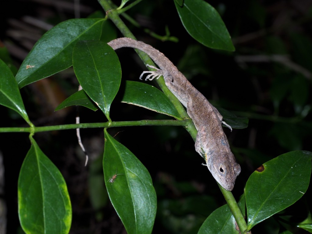 Anole Annals | Your source for the latest on Anolis lizards. | Page 25