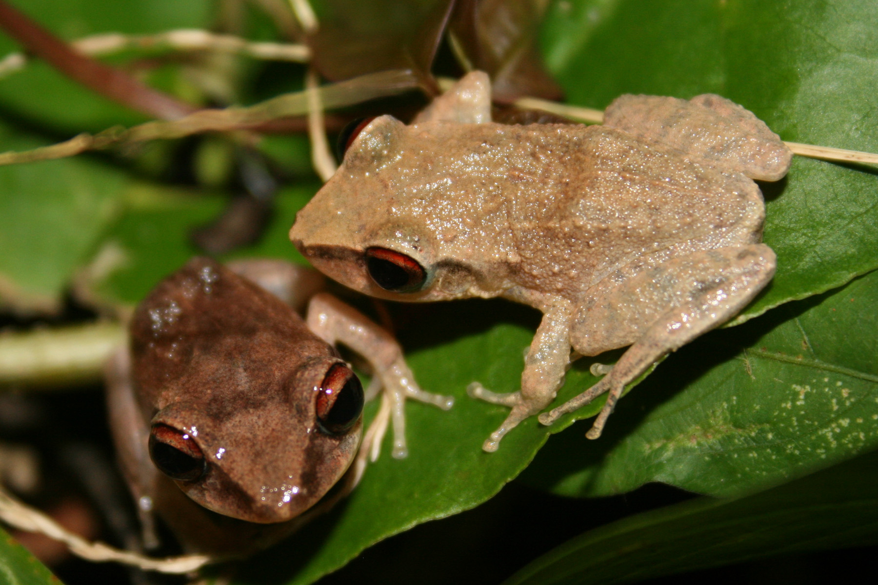 Coqui. Eleutherodactylus Coqui. Крошечная лягушка Eleutherodactylus Coqui. Листовая лягушка. Малайская листовая лягушка.