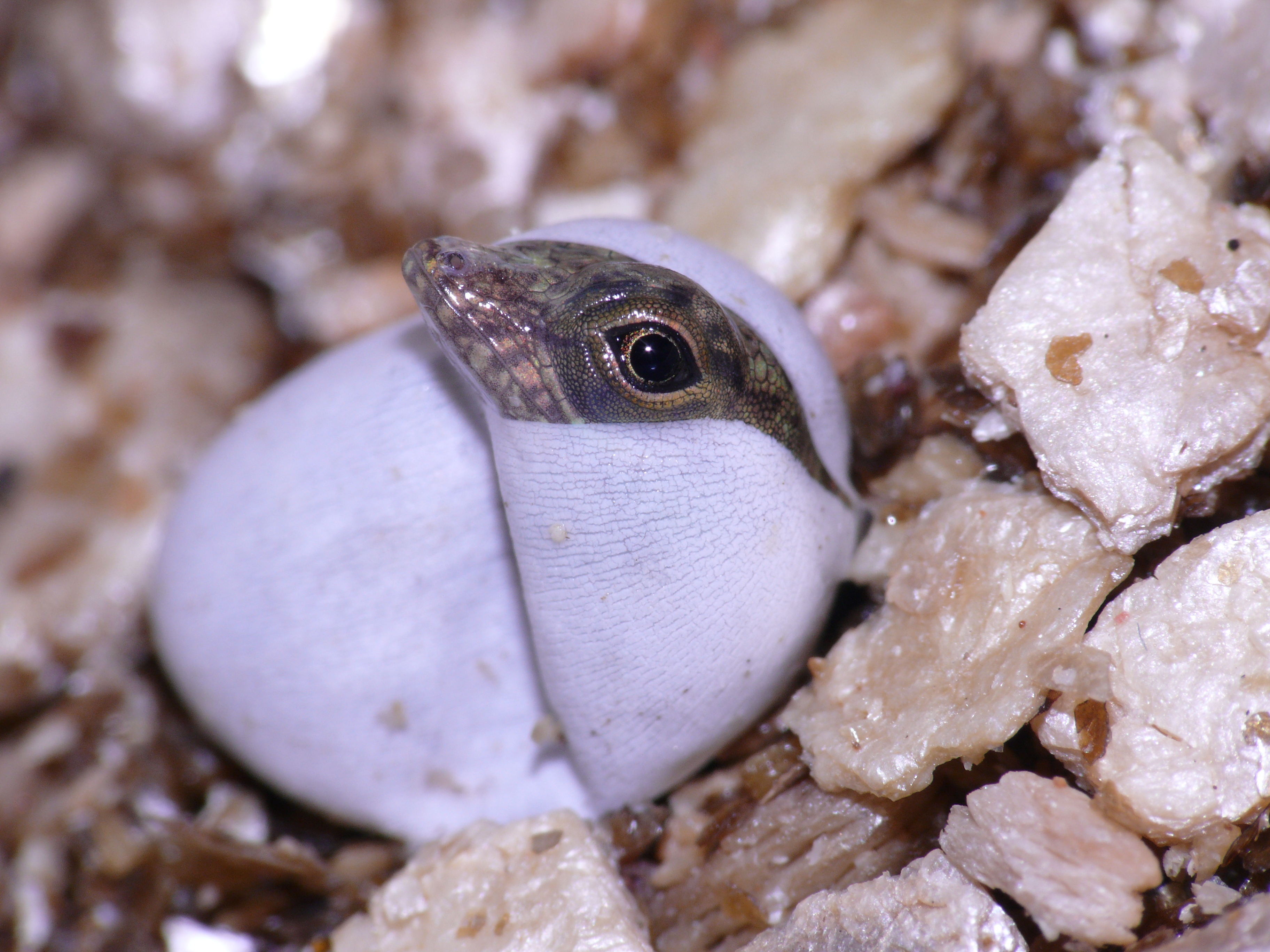distichus ignigularis – Anole Annals