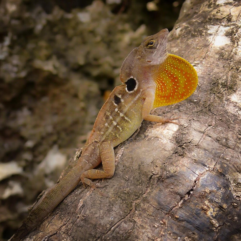 The beauty of cuban anoles anole annals