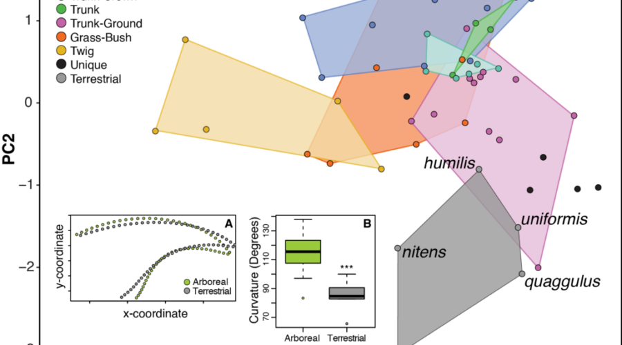 Fig4-1024×800-900×500 – Anole Annals