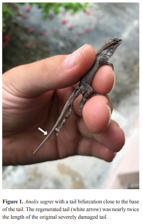Are Anoles With Re grown Tails Easier To Catch Anole Annals
