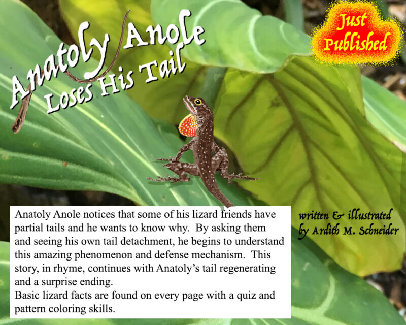 Anatoly Anole Loses His Tail – Anole Annals