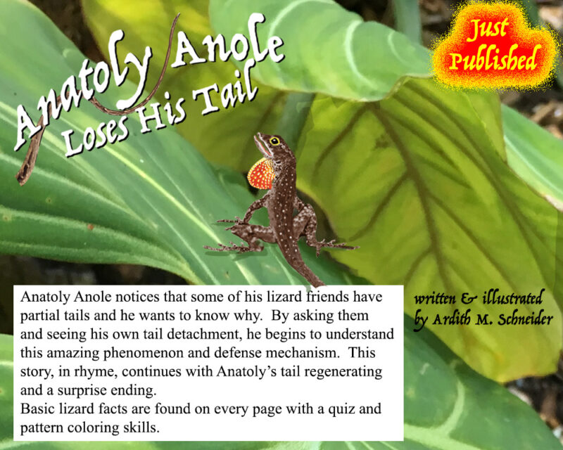Anatoly Anole Loses His Tail – Anole Annals Anatoly Anole Loses His Tail – Anole Annals