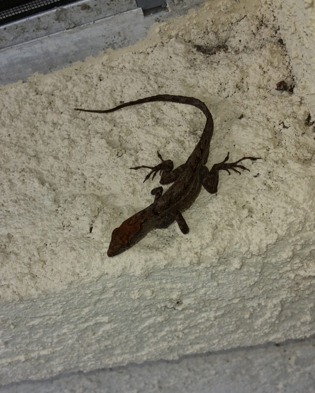 April Lizard A Three-Legged Lizard Mystery – Anole Annals